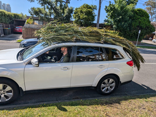 Schach Removal Service